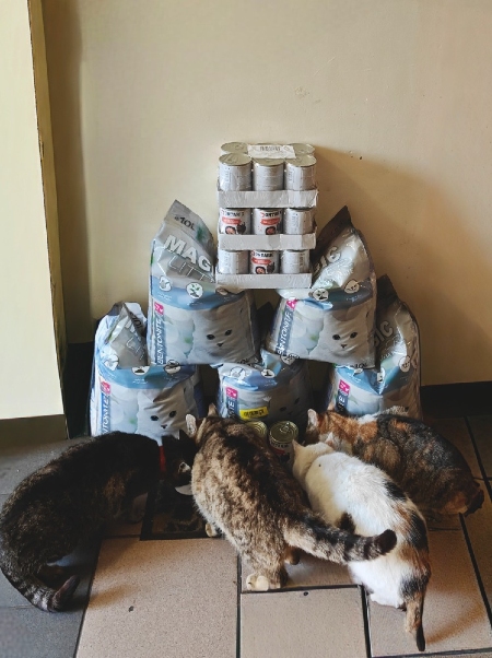 Pomocná packa pro toulavé kočky